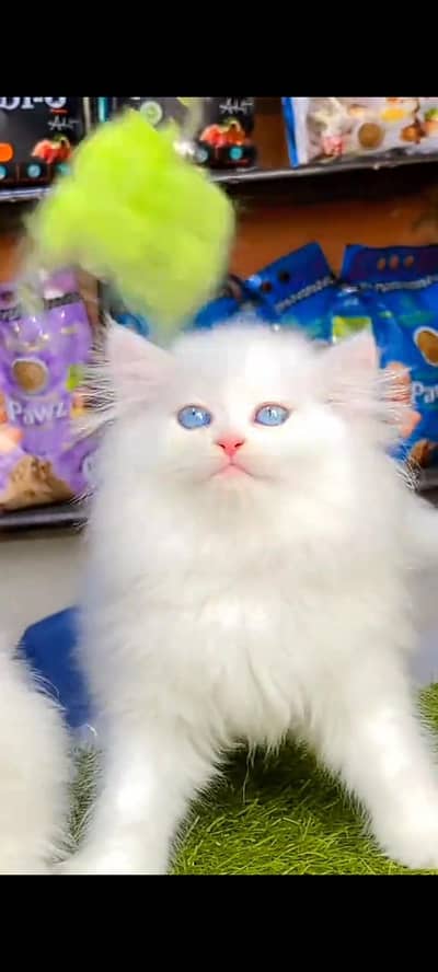 Quality Persian Punch Face cat &kittens 03450062732WhatsApp