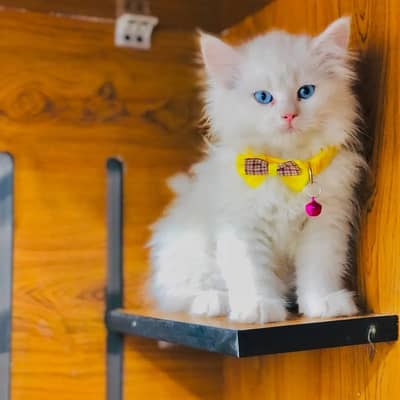 Cash on delivery parshion punch face kittens