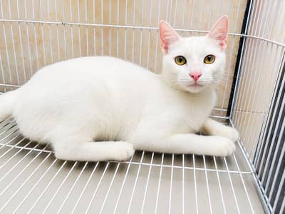 Persian cat for adoption
