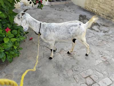 GOAT FOR SALE