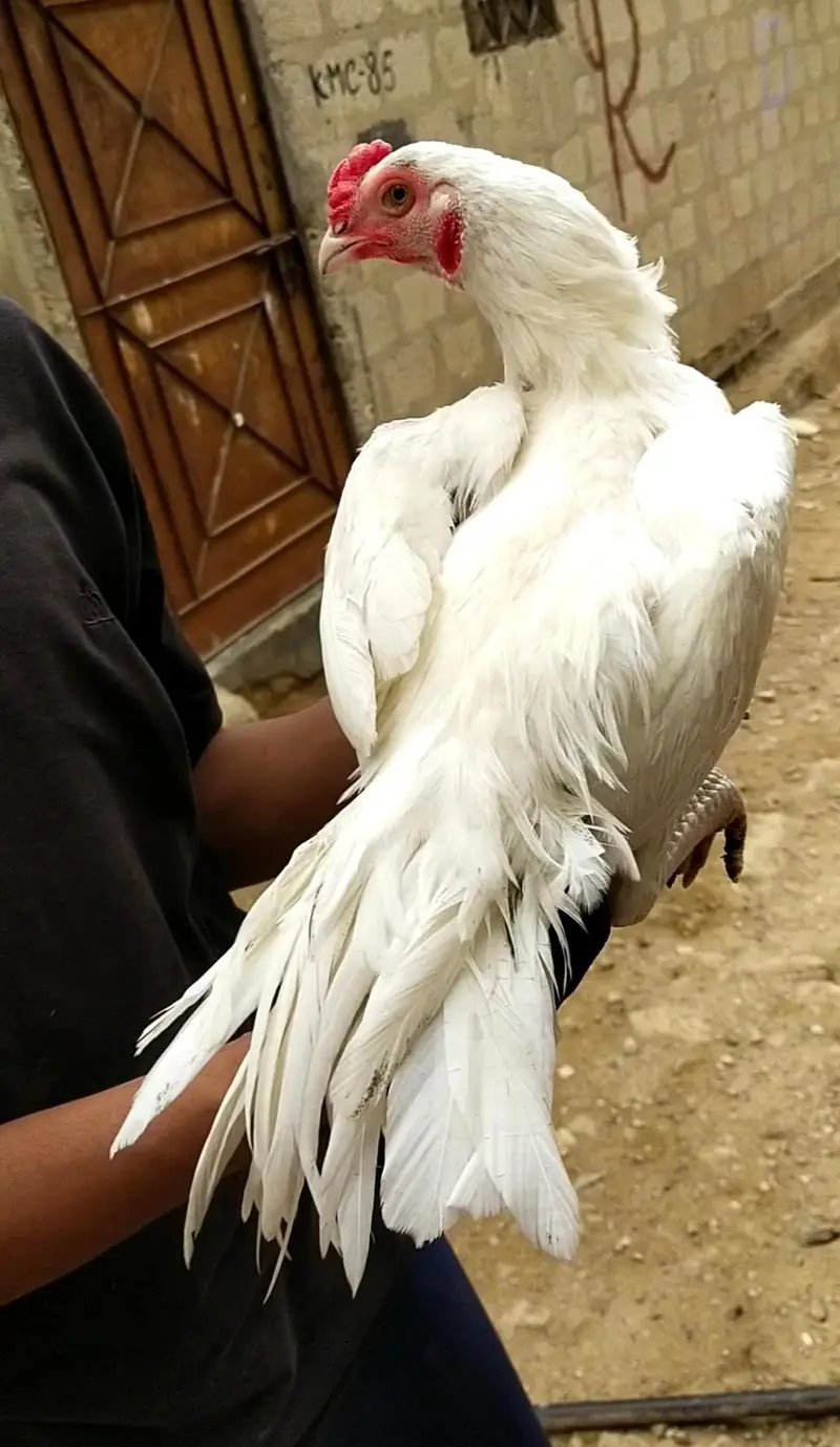 shamo, pakistani mianwali Heera, narangi 03168035881 Whatsapp no — photo 2