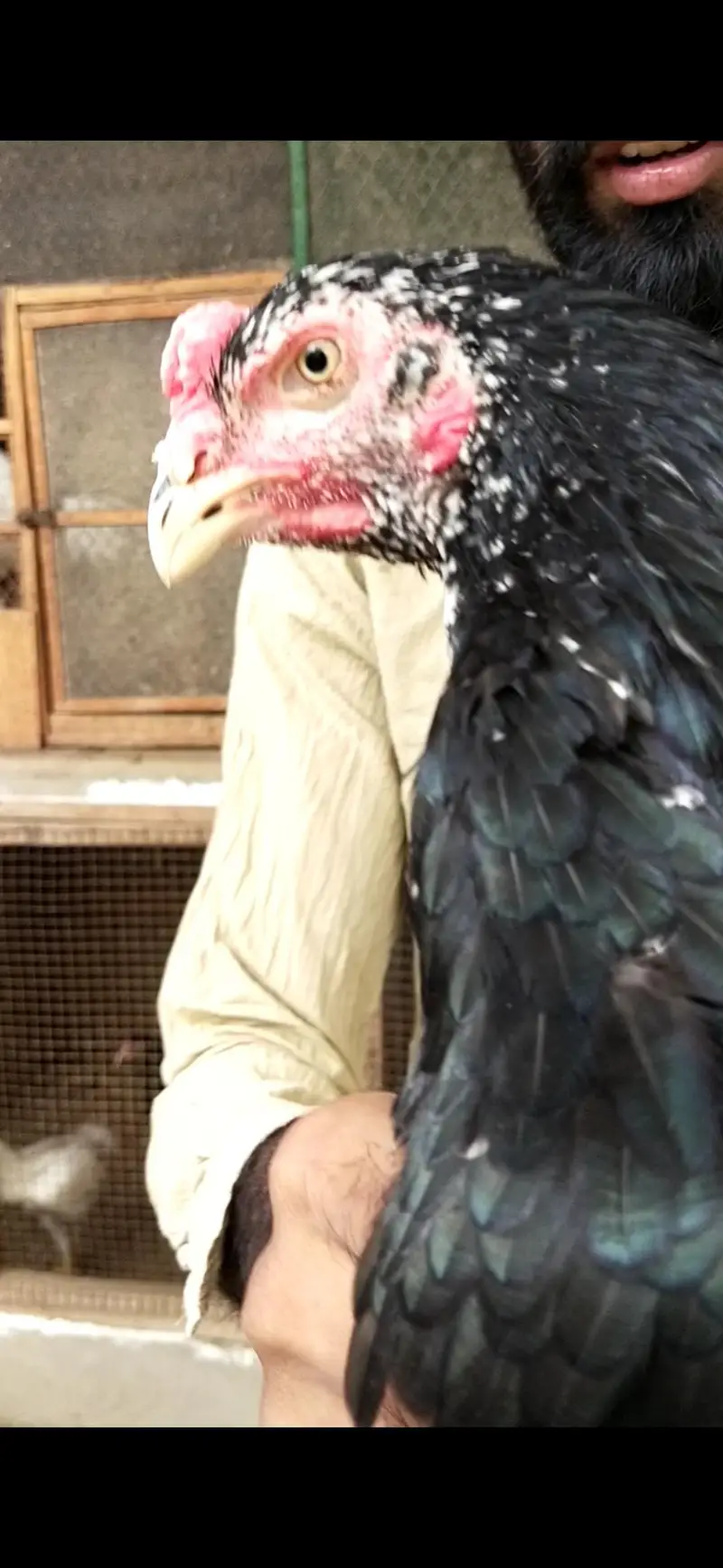 shamo, pakistani mianwali Heera, narangi 03168035881 Whatsapp no — photo 4