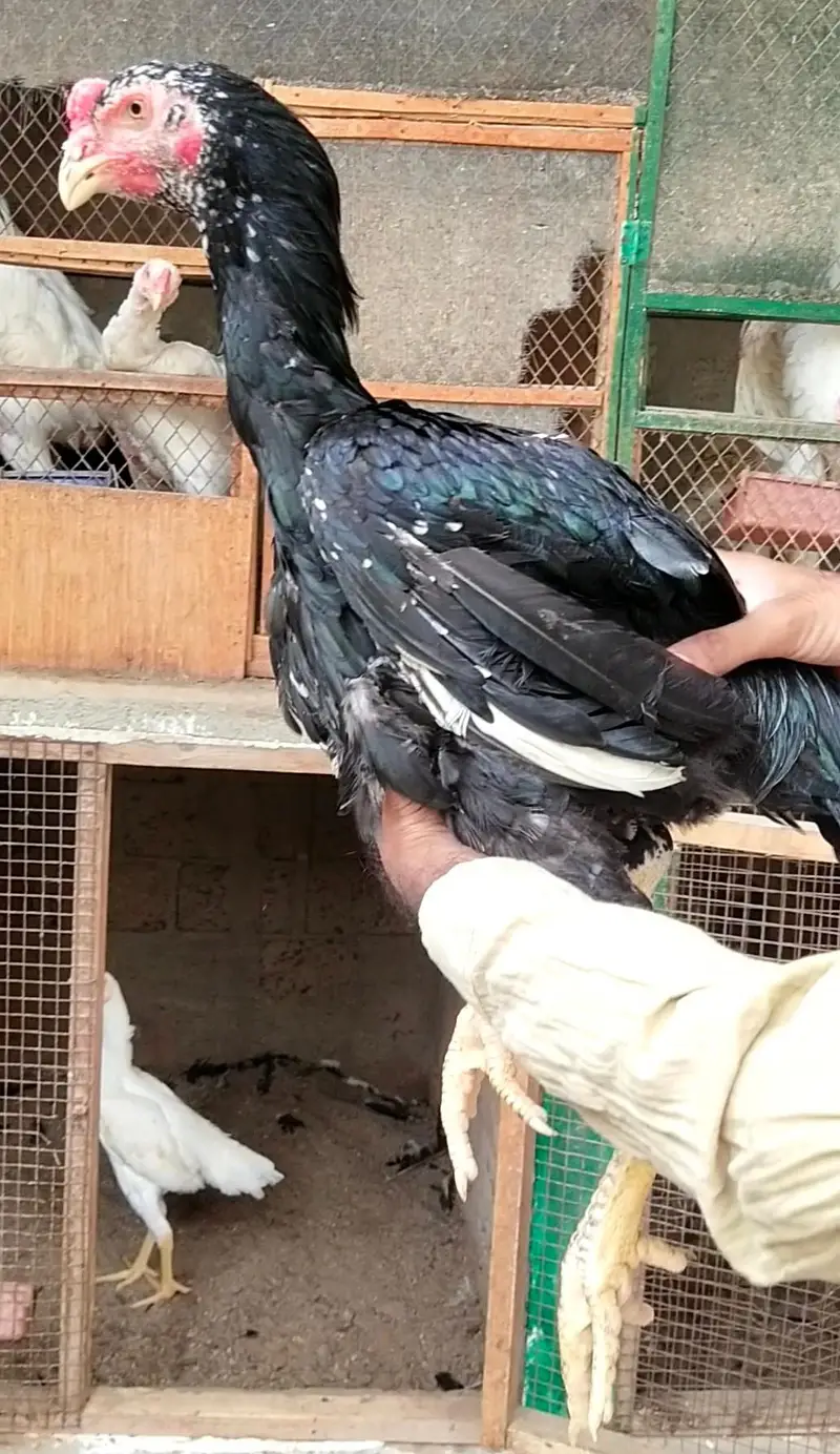 shamo, pakistani mianwali Heera, narangi 03168035881 Whatsapp no — photo 5