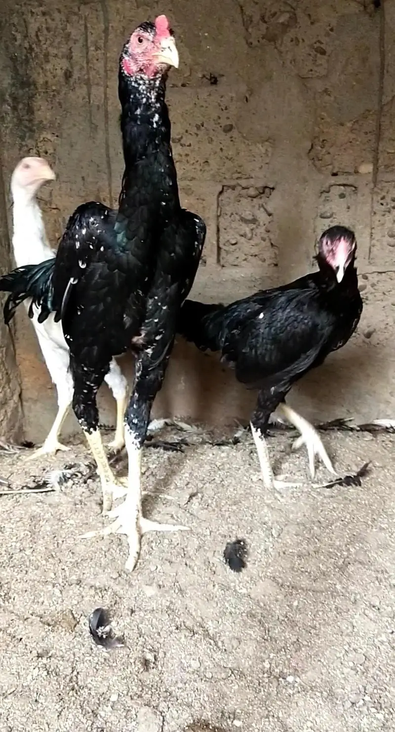 shamo, pakistani mianwali Heera, narangi 03168035881 Whatsapp no — photo 8