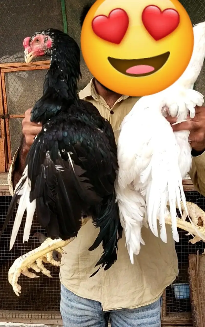 shamo, pakistani mianwali Heera, narangi 03168035881 Whatsapp no — photo 9