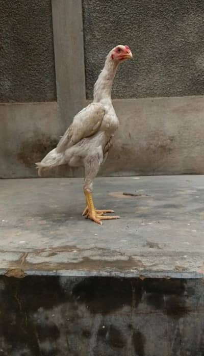 shamo, pakistani mianwali Heera, narangi 03168035881 Whatsapp no