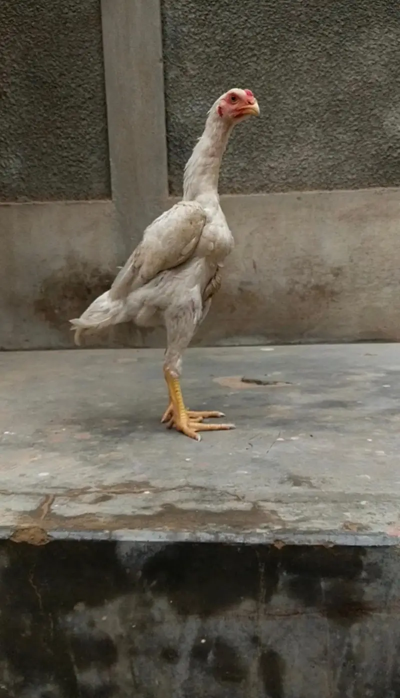 shamo, pakistani mianwali Heera, narangi 03168035881 Whatsapp no — photo 10