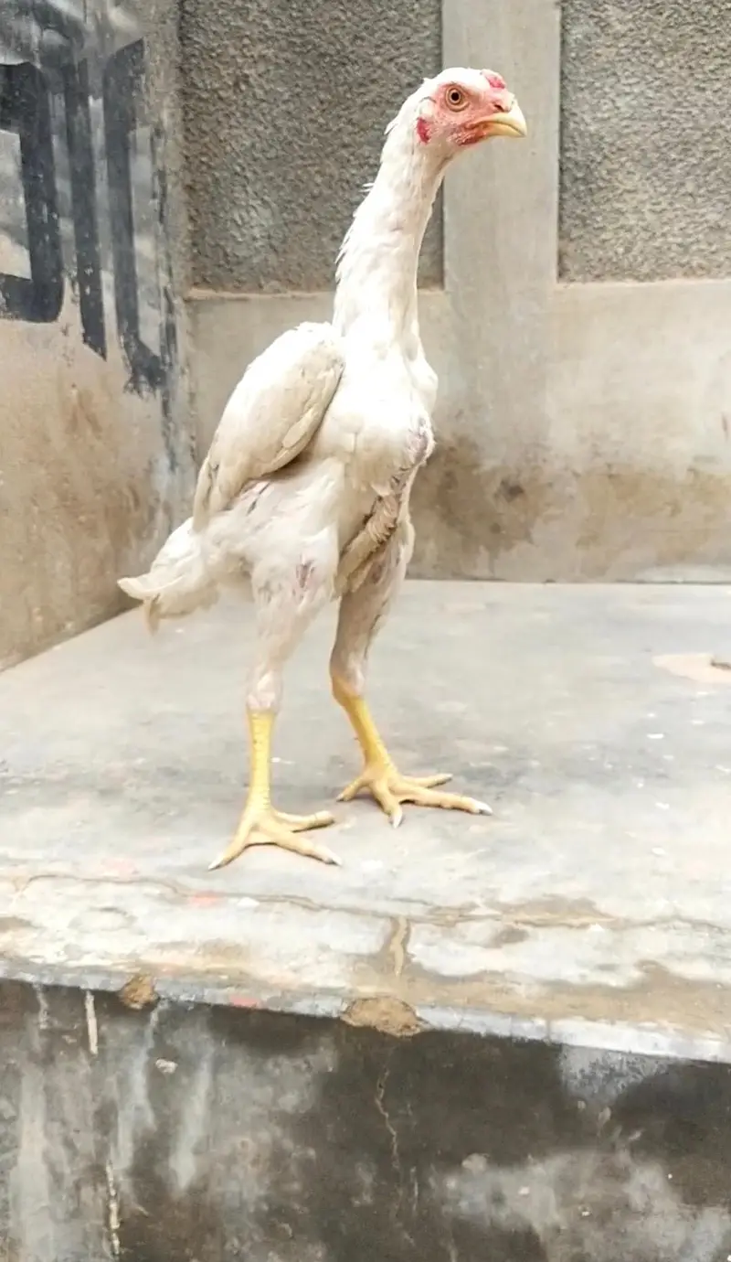 shamo, pakistani mianwali Heera, narangi 03168035881 Whatsapp no — photo 11