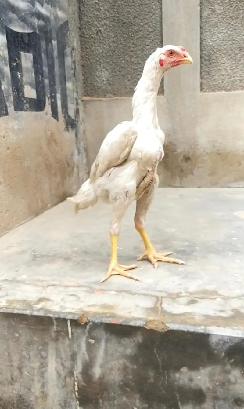 shamo, pakistani mianwali Heera, narangi 03168035881 Whatsapp no — photo 12
