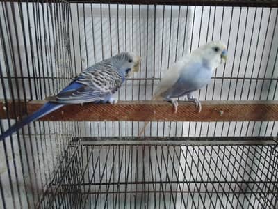 under size pair ( lodhran City )