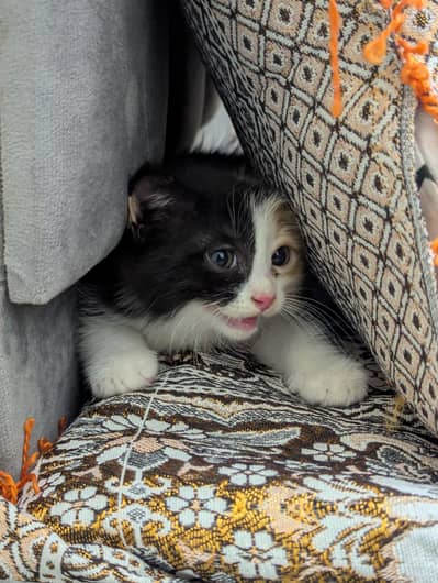Percian Cat