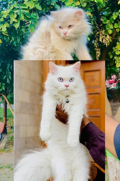 Cash on delivery parshion punch face kittens