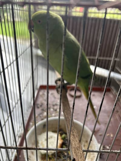 Parrot for sale