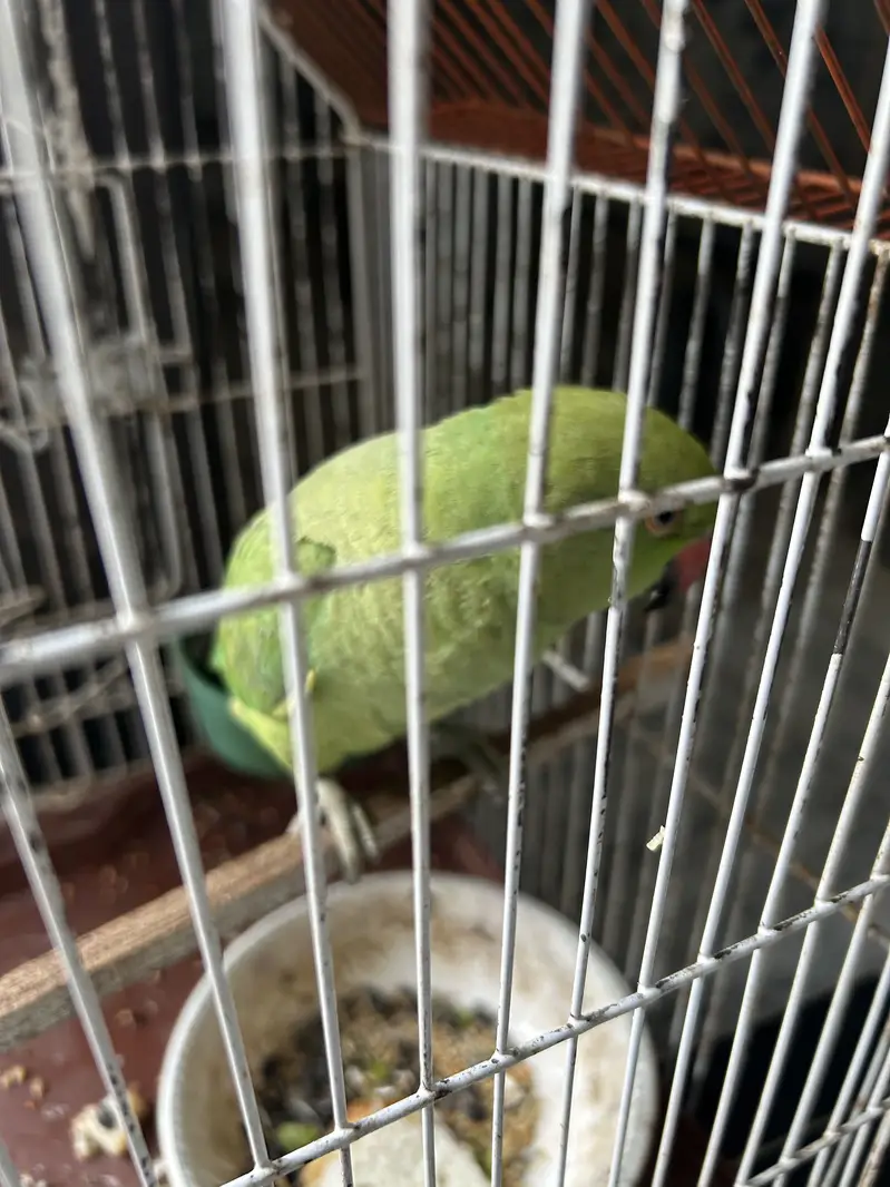 Parrot for sale — photo 2