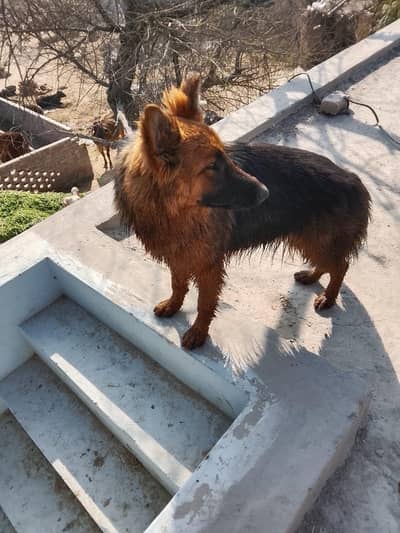 German shepherd