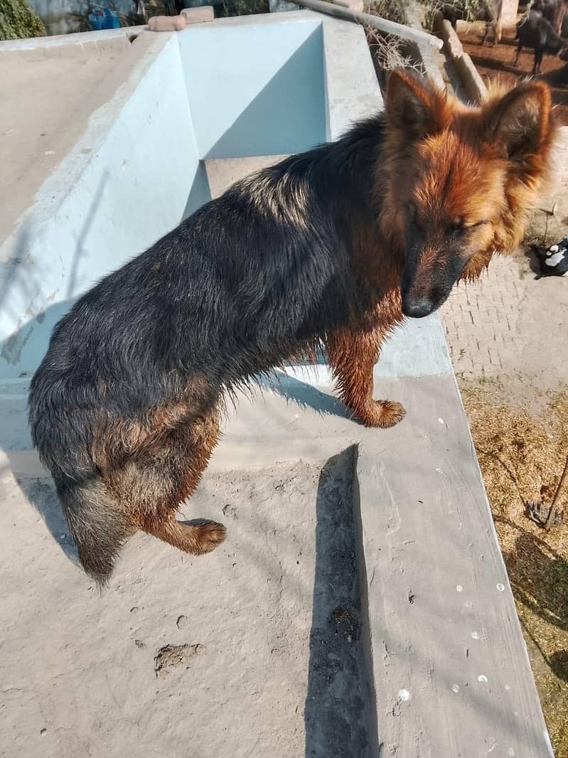 German shepherd 1