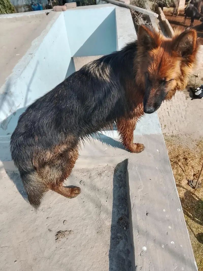 German shepherd — photo 2