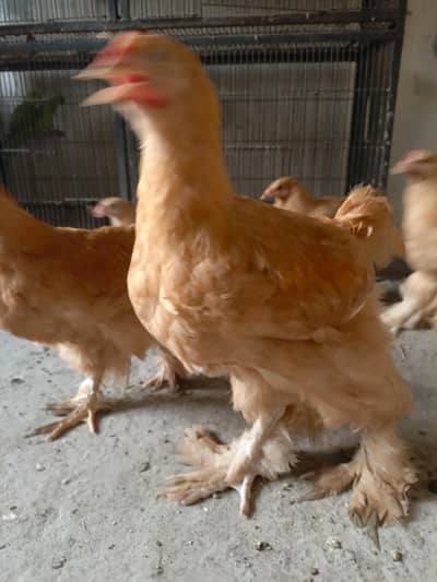 Golden Buff Chick's