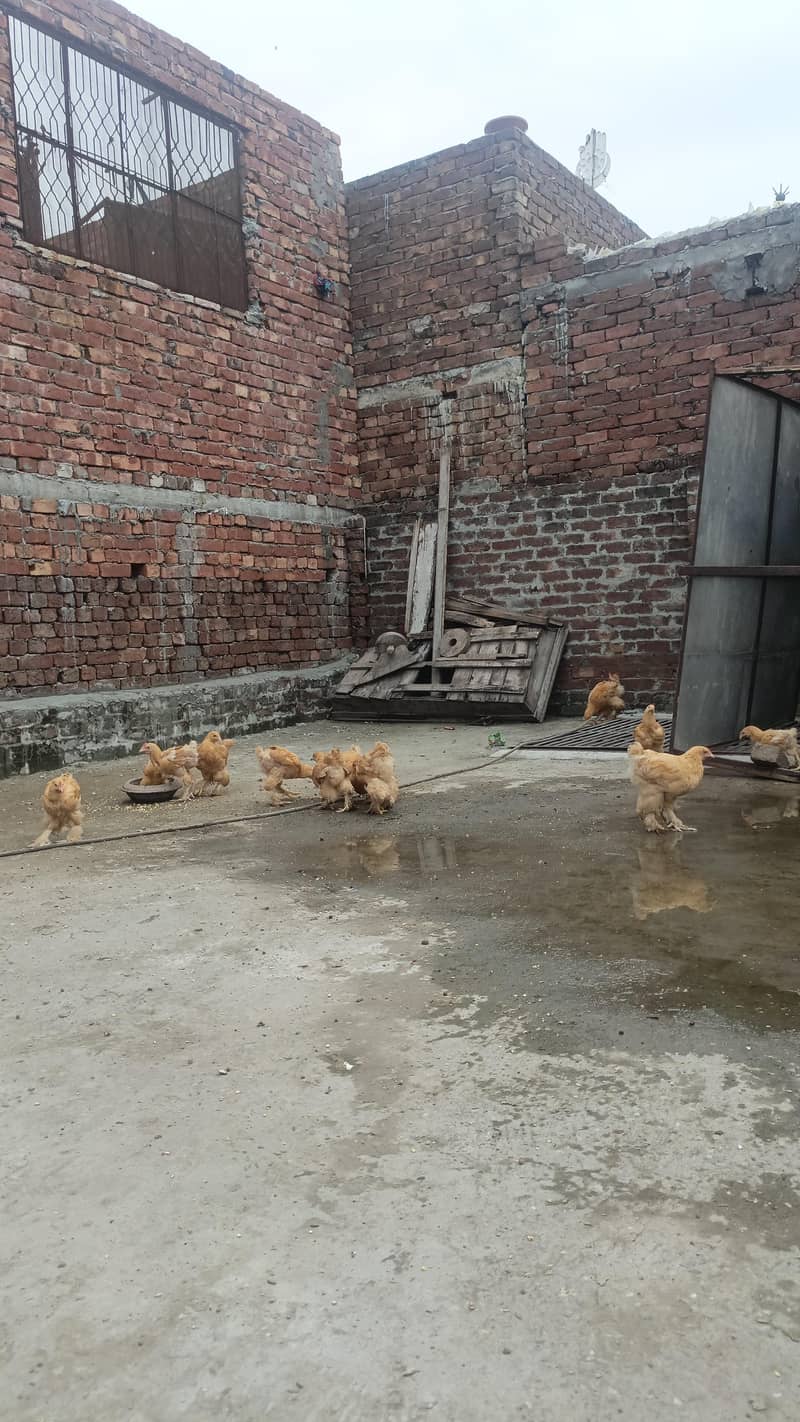 Golden Buff Chick's 1