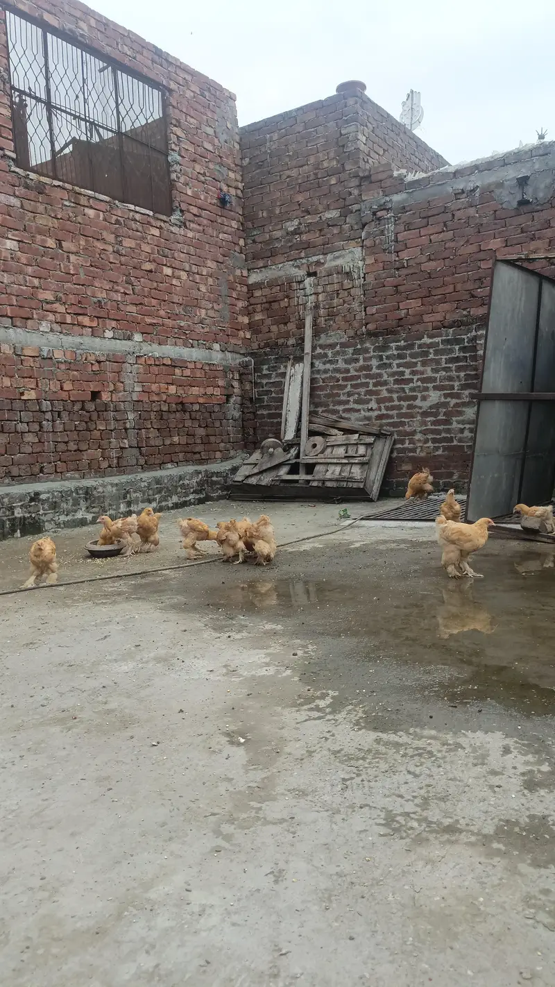 Golden Buff Chick's — photo 2