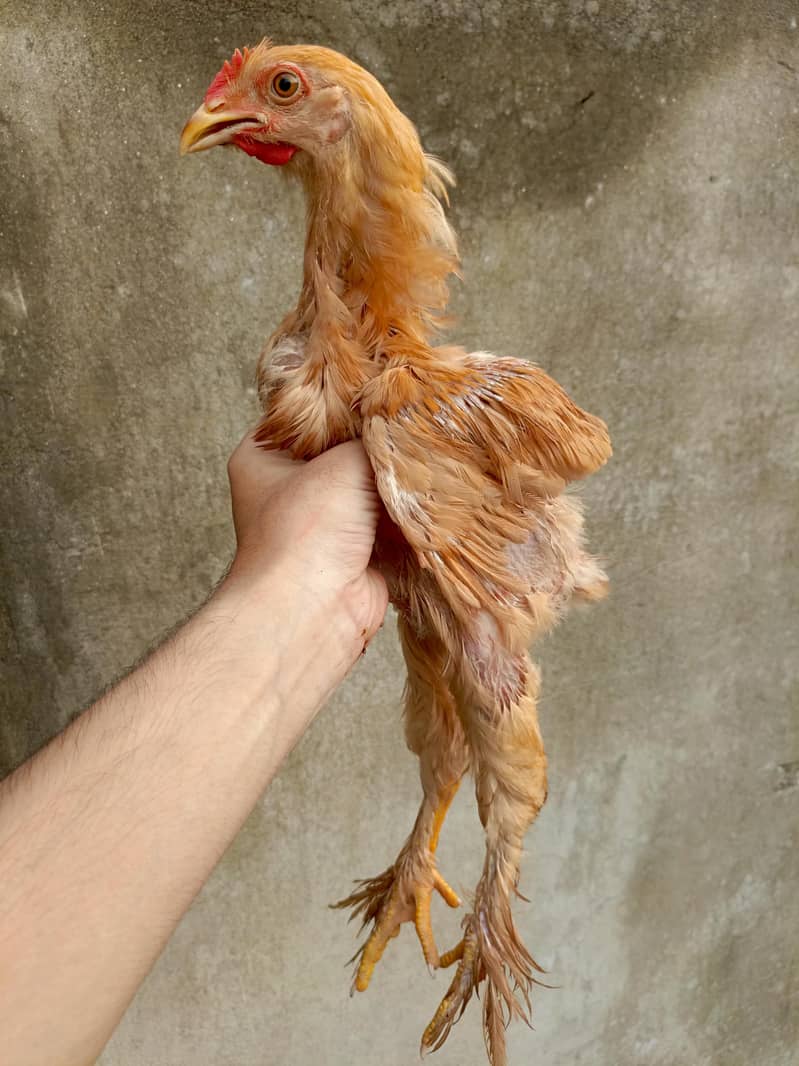 Golden Buff Chick's 2