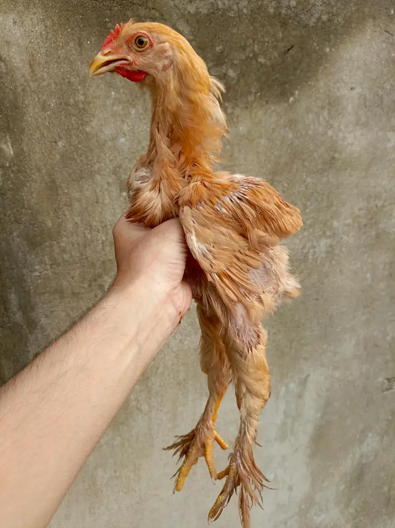Golden Buff Chick's — photo 3