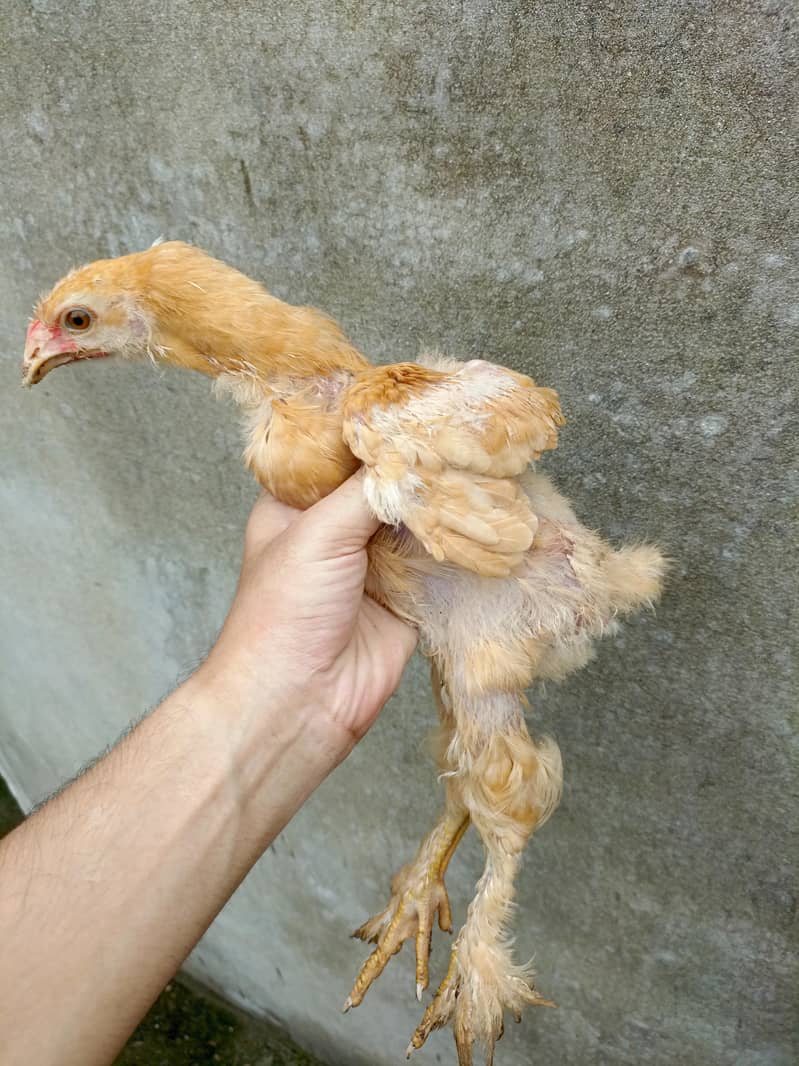 Golden Buff Chick's 3