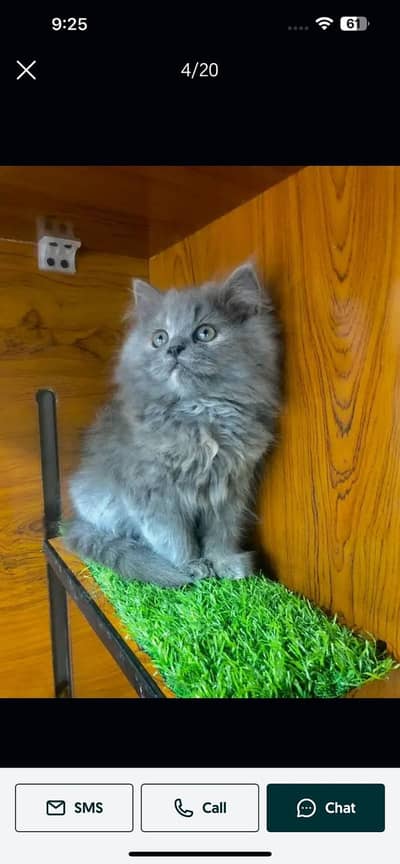 Cash on delivery parshion punch face kittens