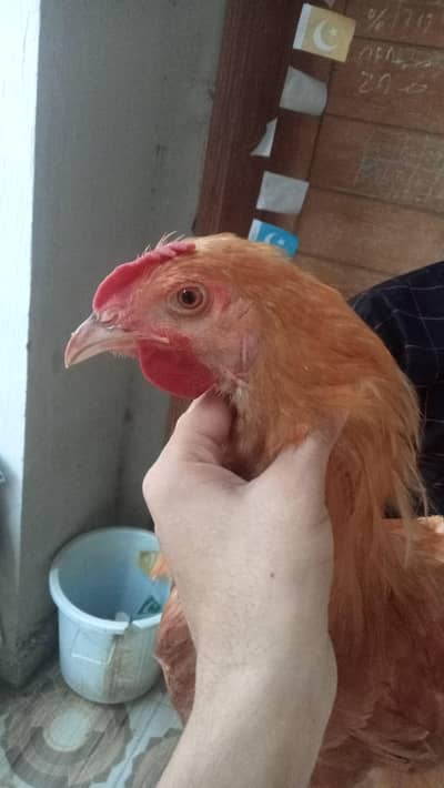 Golden Buff 1 males and 2 Females for sale in Lahore