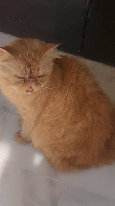 peki persian cat