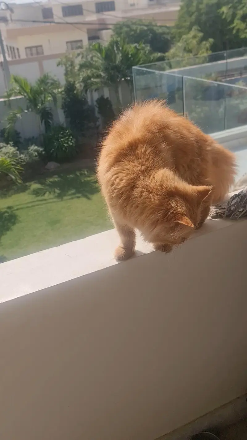 peki persian cat — photo 2