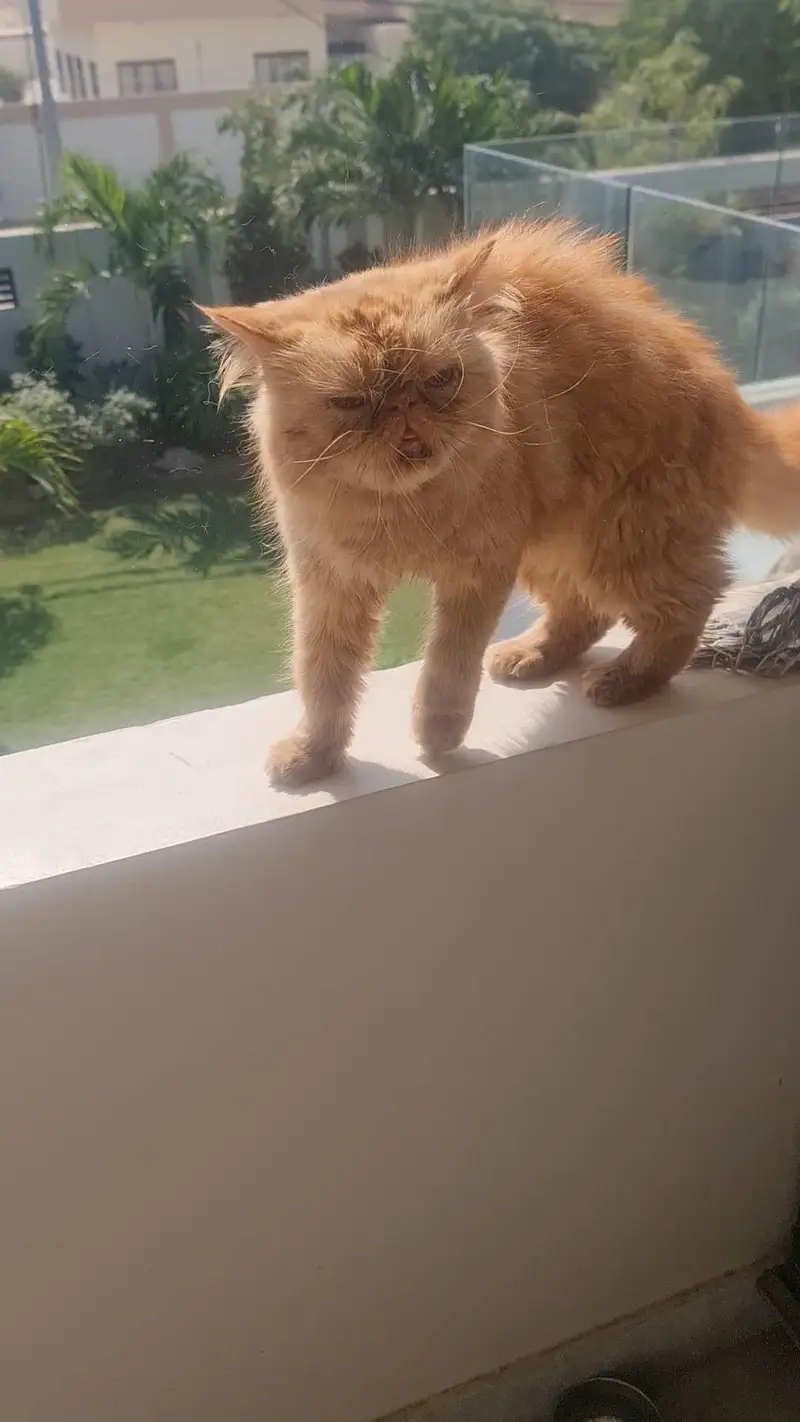 peki persian cat — photo 3