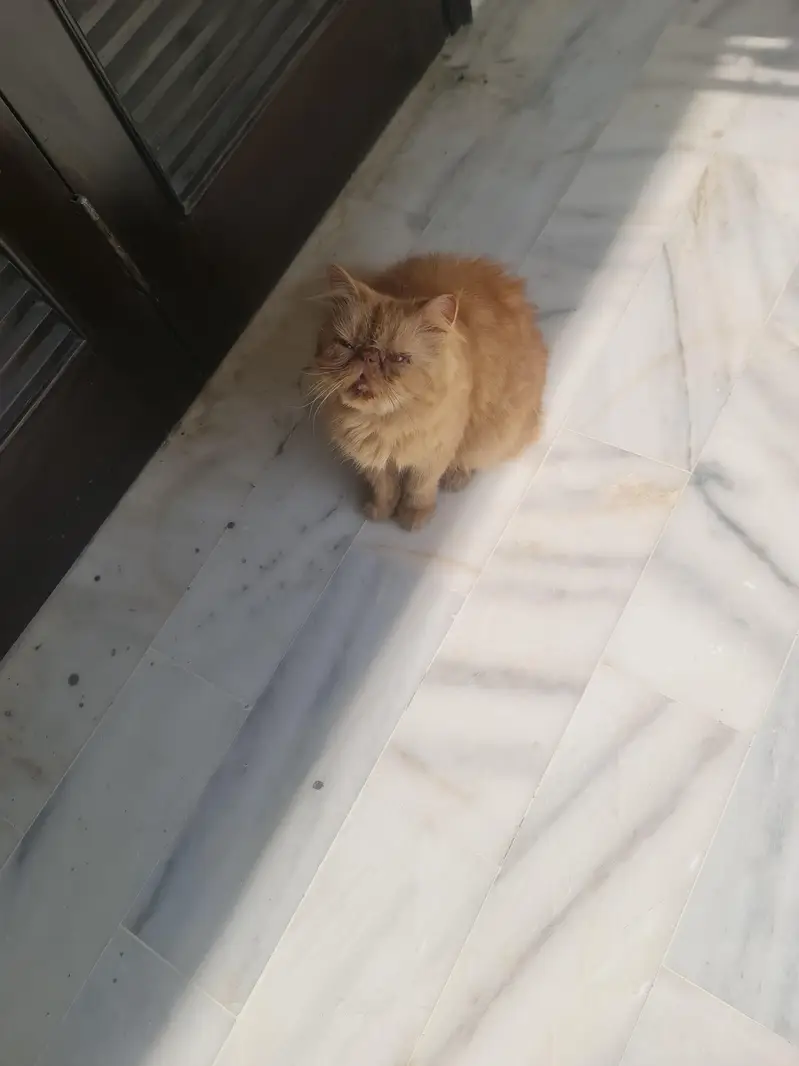 peki persian cat — photo 4