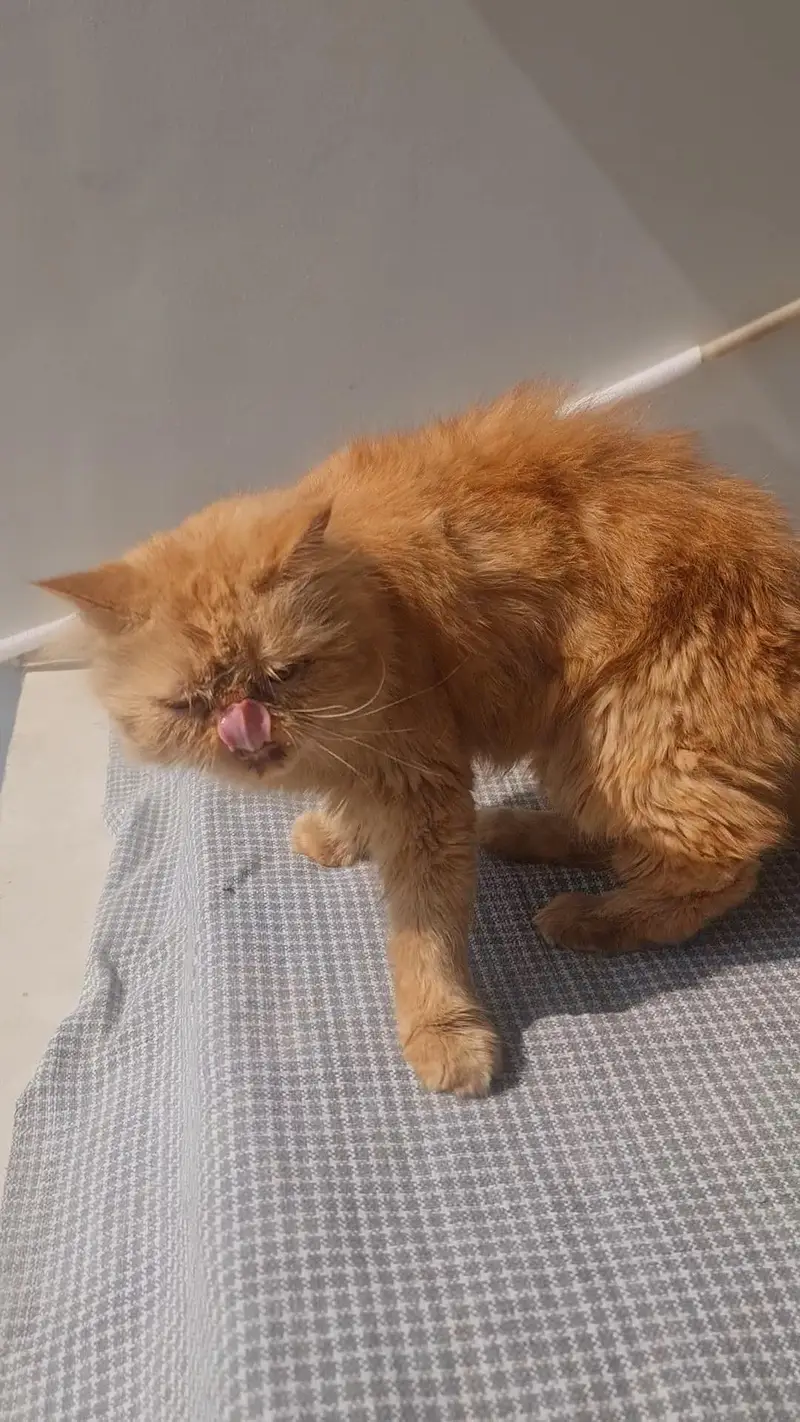 peki persian cat — photo 5