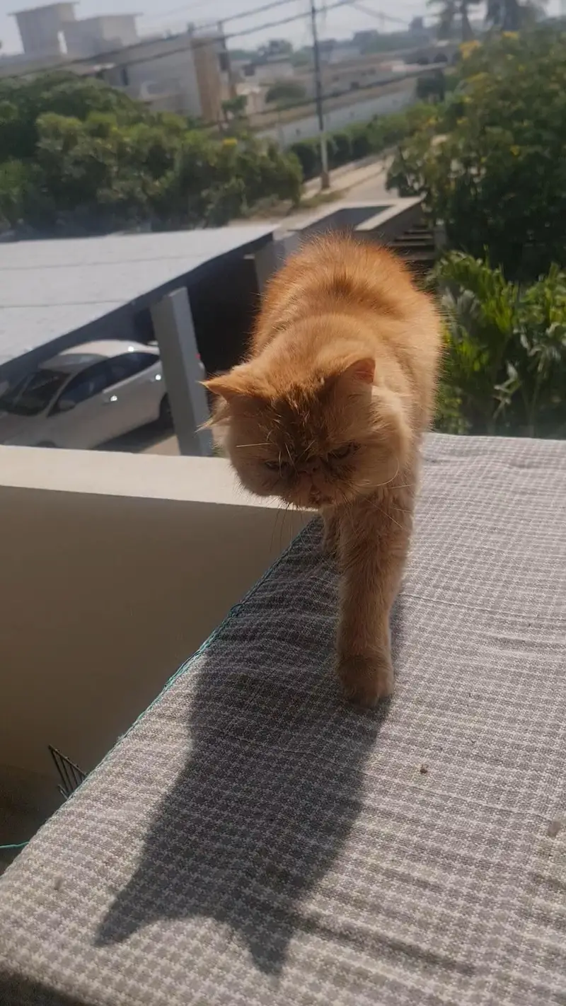 peki persian cat — photo 6