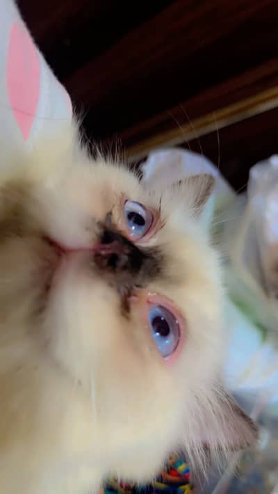 Siamese Cats for sale urgent