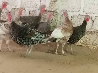 Chinese hen turkey hen