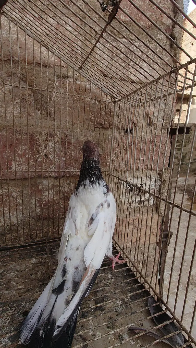 pura setup ( sari images dekhlein aur description parhlein) — photo 12