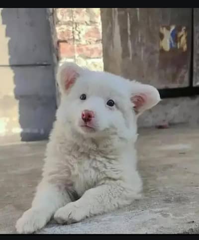 Russian puppy dog for sale