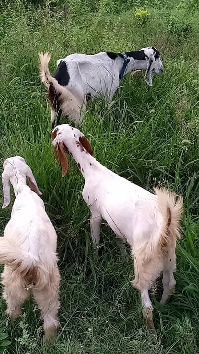 bakri Sath 2 female bachy