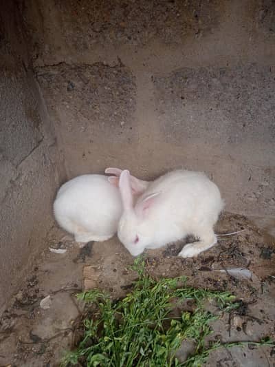 Rabbit pair