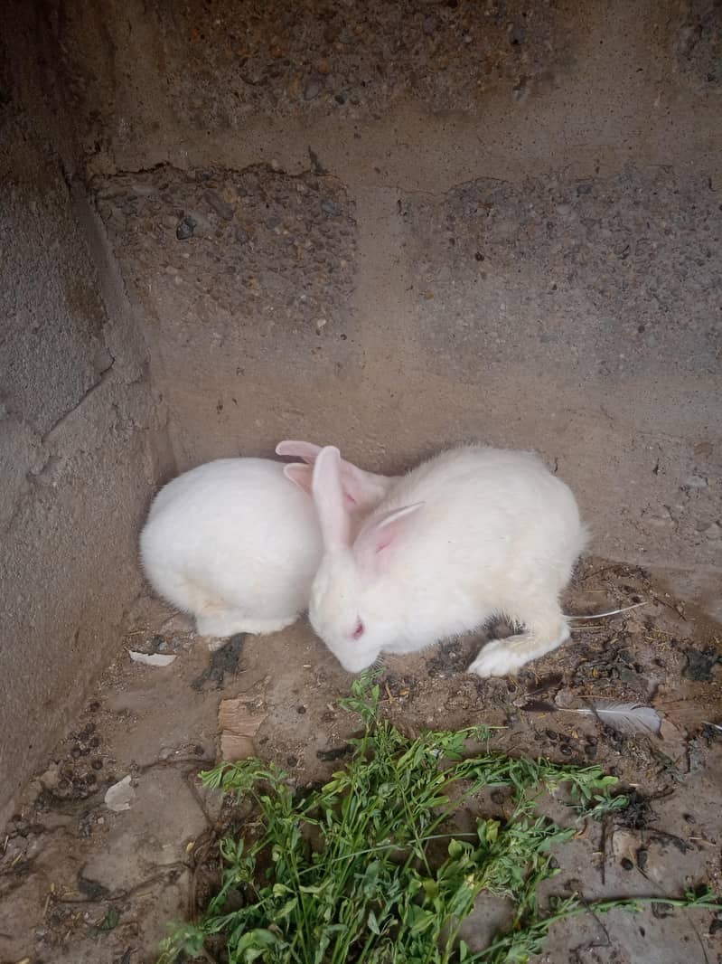 Rabbit pair 0