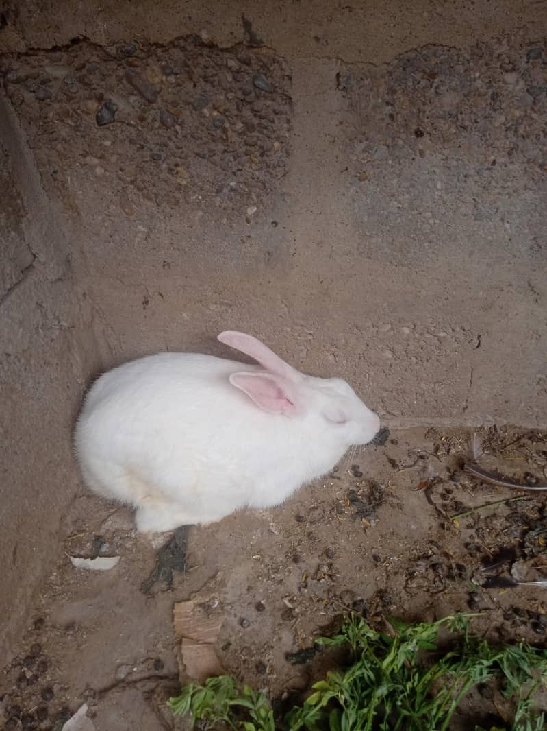 Rabbit pair 1