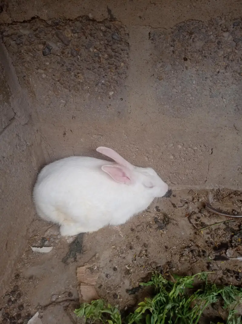 Rabbit pair — photo 2