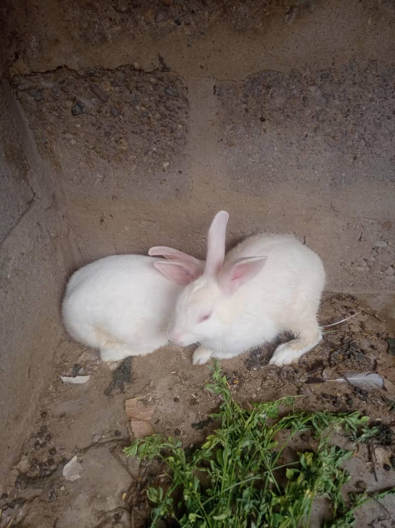 Rabbit pair 2