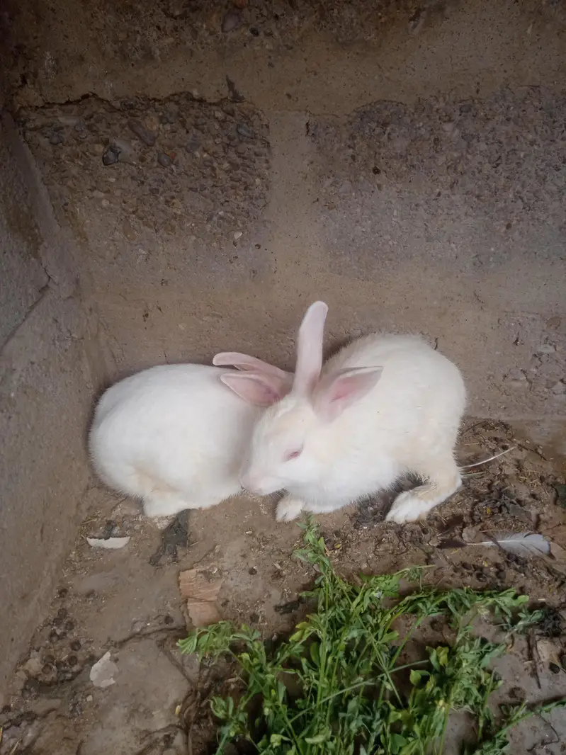 Rabbit pair — photo 3