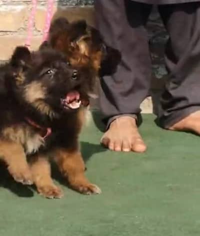 German shepherd puppies male female for sale