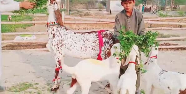 3 bacchon wali bakri for sale call_