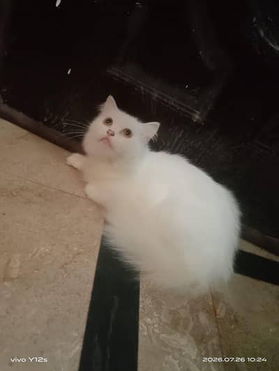 my cat need male for urgent mating