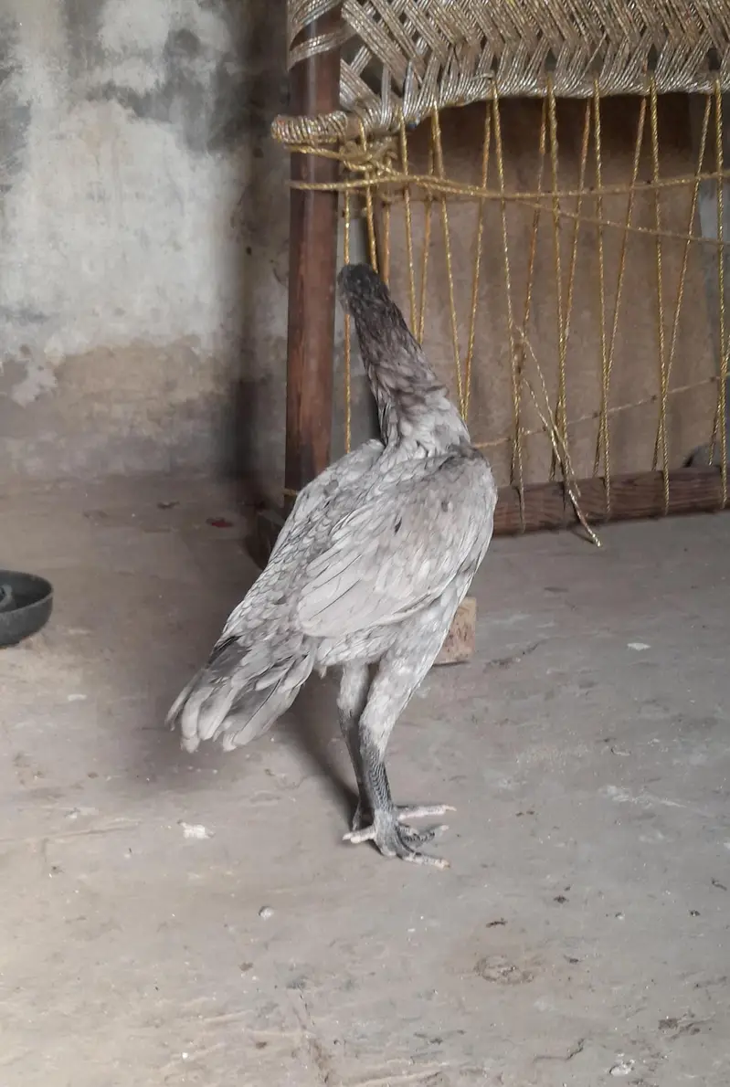 aseel saleti murgi — photo 2